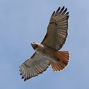 Buteo jamaicensis