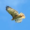 Buteo jamaicensis