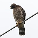 Buteo platypterus