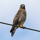 Buteo platypterus