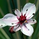 Butomus umbellatus