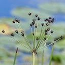 Butomus umbellatus