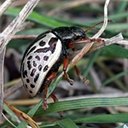 Calligrapha vicina
