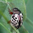 Calligrapha vicina