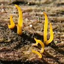 Calocera cornea