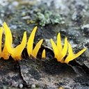 Calocera cornea