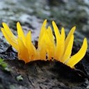 Calocera cornea