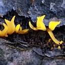 Calocera cornea