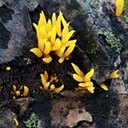 Calocera cornea