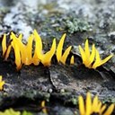Calocera cornea