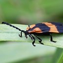 Calopteron reticulatum