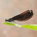 Calopteryx maculata