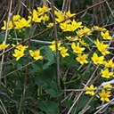 Caltha palustris