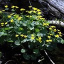 Caltha palustris