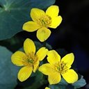 Caltha palustris