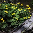 Caltha palustris