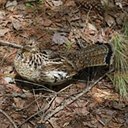 Camouflage