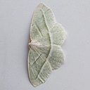 Campaea perlata