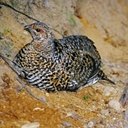 Canachites canadensis