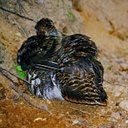 Canachites canadensis