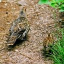 Canachites canadensis