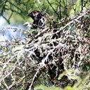 Canachites canadensis