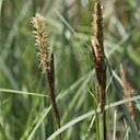 Carex aquatilis