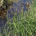 Carex aquatilis