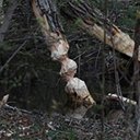 Castor canadensis