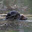 Castor canadensis