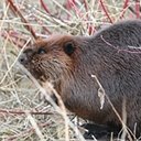 Castor canadensis