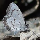 Celastrina lucia