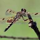 Celithemis elisa