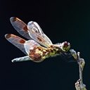 Celithemis elisa