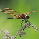 Celithemis eponina