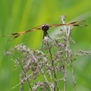 Celithemis eponina