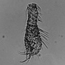 Chaetonotus (Primochaetus) rectaculeatus