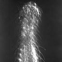Chaetonotus furcatus