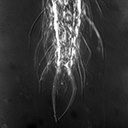 Chaetonotus paucisquamatus
