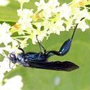 Chalybion californicum