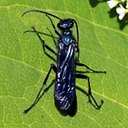 Chalybion californicum