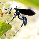 Chalybion californicum