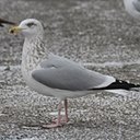 Changements périodiques du plumage chez les oiseaux