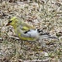 Changements périodiques du plumage chez les oiseaux