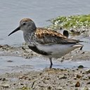 Changements périodiques du plumage chez les oiseaux