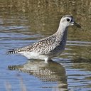 Changements périodiques du plumage chez les oiseaux