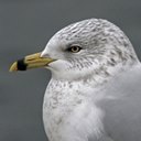 Changements périodiques du plumage chez les oiseaux