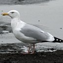 Changements périodiques du plumage chez les oiseaux