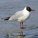 Changements périodiques du plumage chez les oiseaux