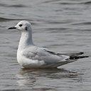 Changements périodiques du plumage chez les oiseaux